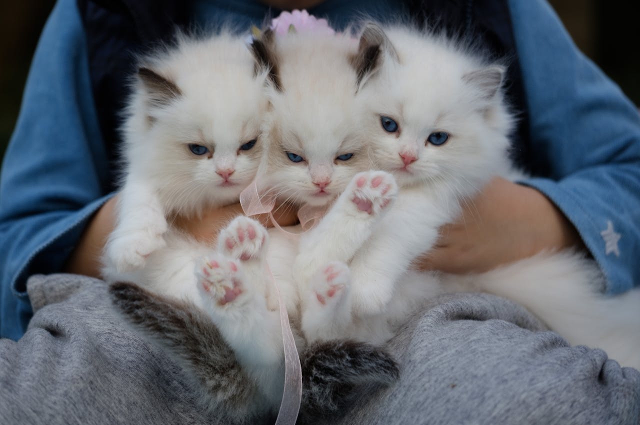 Three fluffy ragdoll kittens with blue eyes being held gently, showcasing their cuteness.