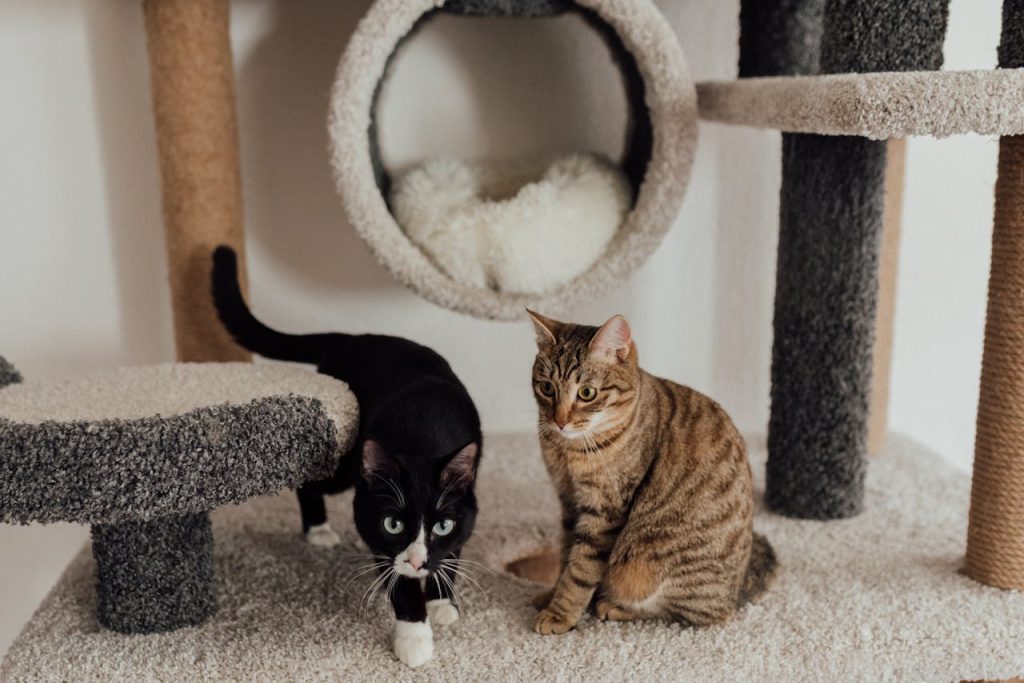 Two cute cats on a carpeted cat tree, showcasing playful pet behaviors indoors.